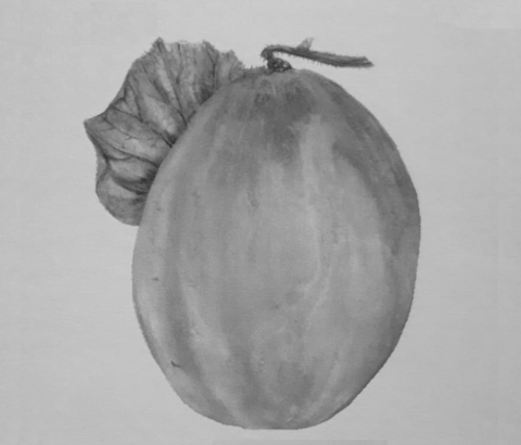 Pumpkin Desi Seeds - OG