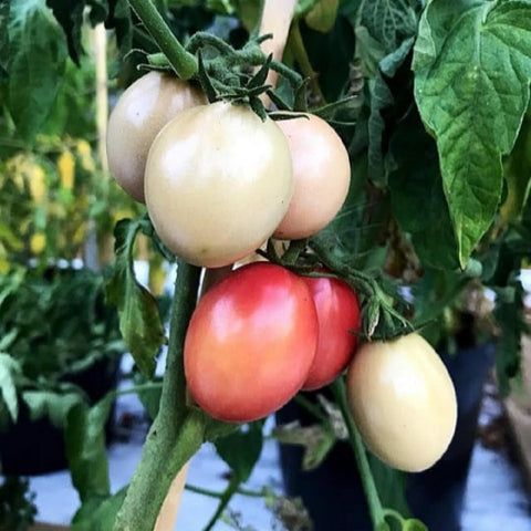Tomato Kumkum Kesari Seeds - OG