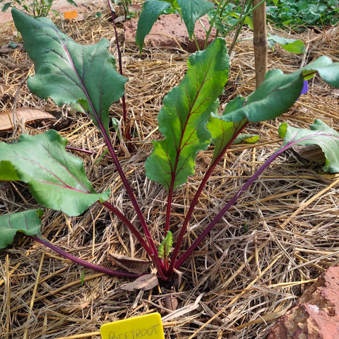 A beetroot plant with greenish-red leaves growing in a garden bed with straw on the surface.