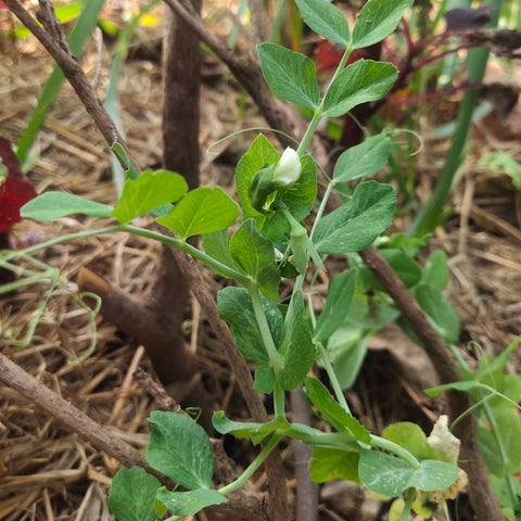 Peas Lincoln Seeds