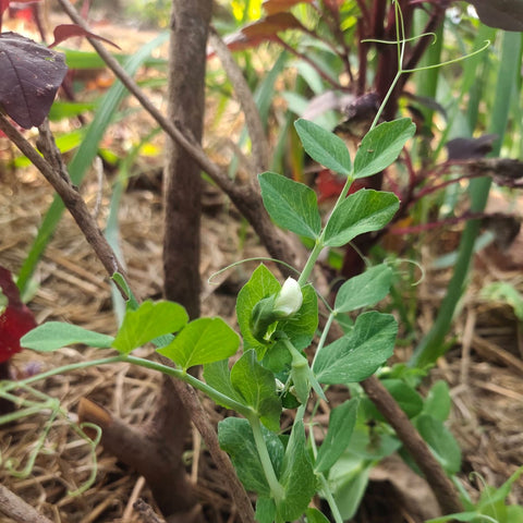 Peas PB-89 Seeds