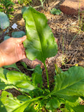 Palak / Spinach  Pusa Harit Seeds