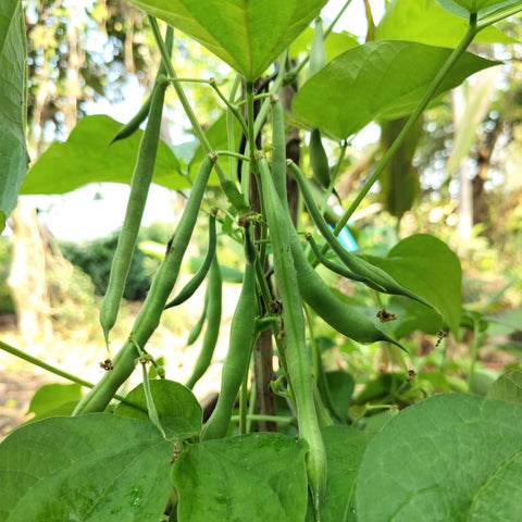 Beans French Contender Seeds