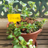 Plant Tags (Set of 10)