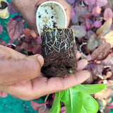 Seeding Mix (1kg)