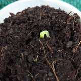 Seedling emerging from soil in a pot with a close-up view