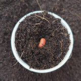 Seeding Mix (1kg)