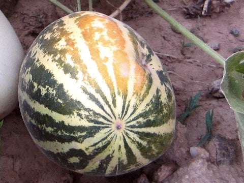 Melon Goa Chibud Seeds - The Seed Store