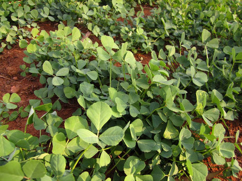 Fenugreek Desi (Methi) Seeds - OG
