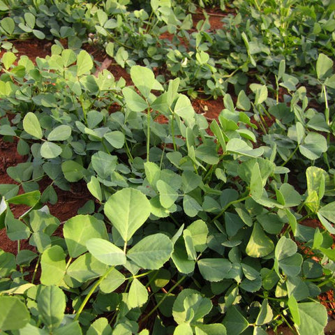 Fenugreek Desi (Methi) Seeds - OG