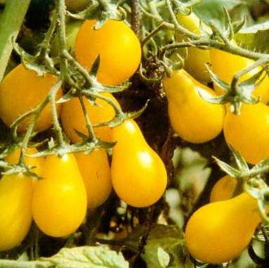 Cherry Tomato Yellow Pear Seeds - OG - The Seed Store