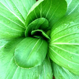 Pak Choy White Stemmed Seeds - The Seed Store - 1