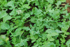 Leafy vegetable seeds