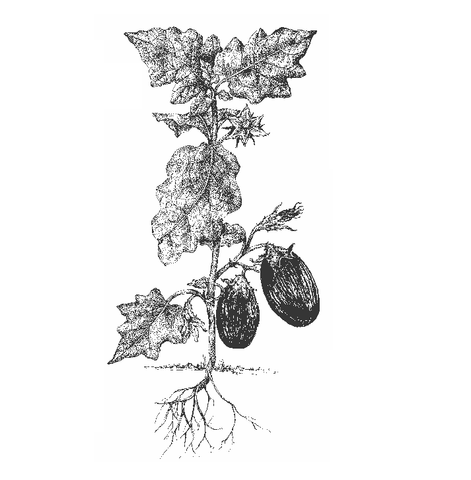 Brinjal Hittalu Seeds - OG
