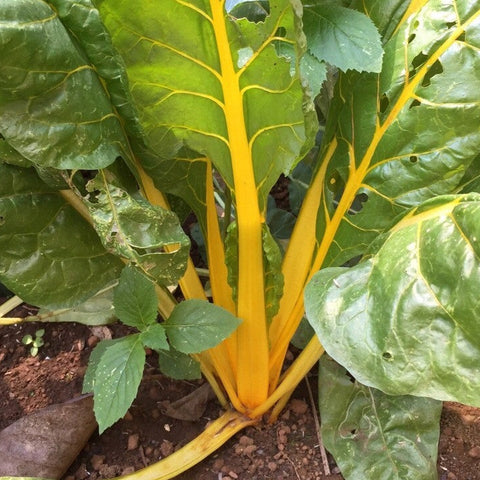 Swiss Chard Rainbow Seeds - OG - The Seed Store - 1