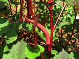 Lady Finger Red (Bhindi) Seeds - OG - The Seed Store - 2