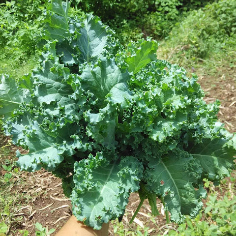 Kale Blue Curled Seeds