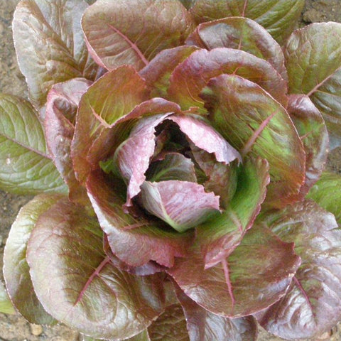 Lettuce Cimmaron Seeds