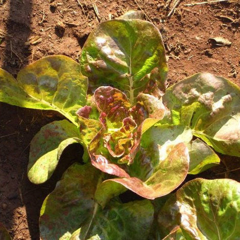 Lettuce Marvel of Four Seasons Seeds - OG - The Seed Store - 1