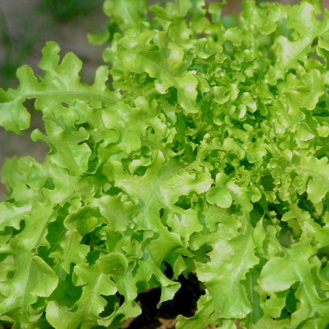 Lettuce Green Salad Bowl Seeds