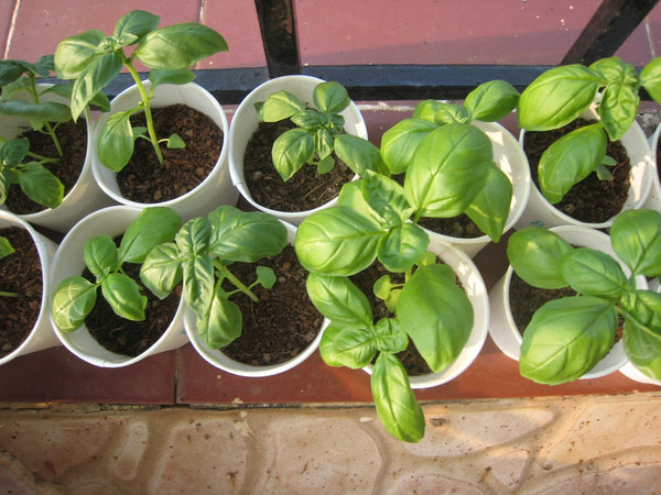 Sweet Italian Basil Buy Organic Herb Seeds The Seed Store India