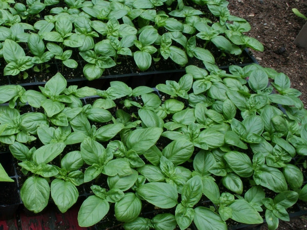 Sweet Italian Basil Buy Organic Herb Seeds The Seed Store India