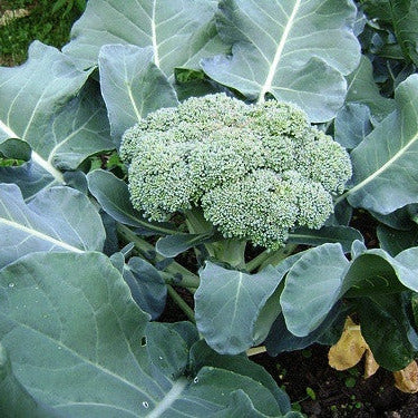 Broccoli Calabrese Early Seeds - The Seed Store