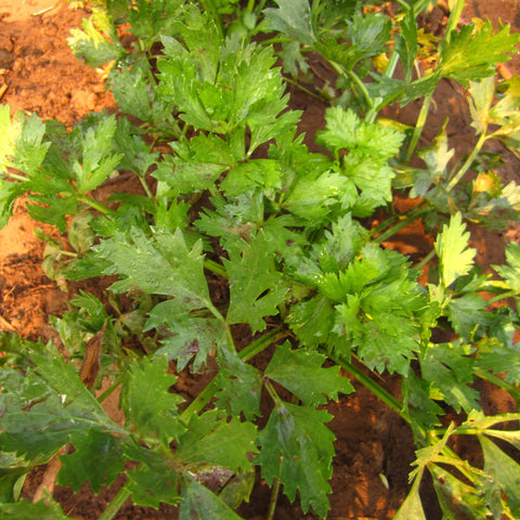 Celery Herb (Cutting) Seeds