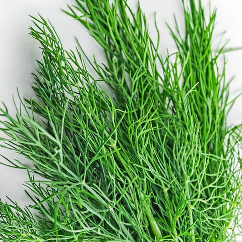 Dill Desi Seeds - OG
