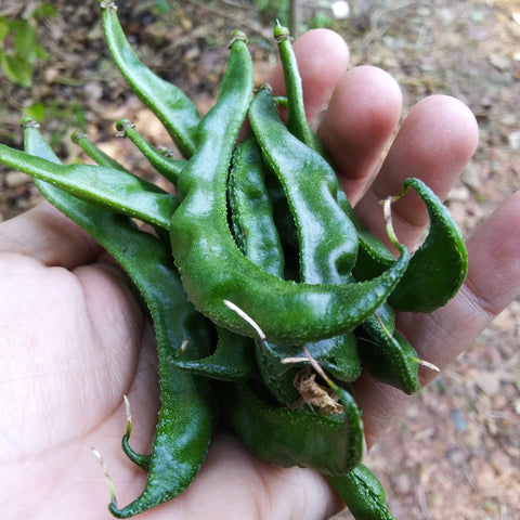 Beans Hyacinth Seeds - OG