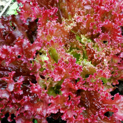 Lettuce Lollo Rossa Seeds - OG - The Seed Store - 1