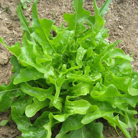 Lettuce Oakleaf Seeds