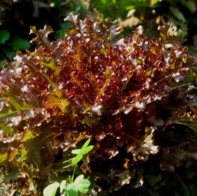 Lettuce Red Salad Bowl Seeds - The Seed Store - 1