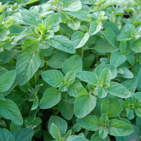 Oregano Italian Seeds