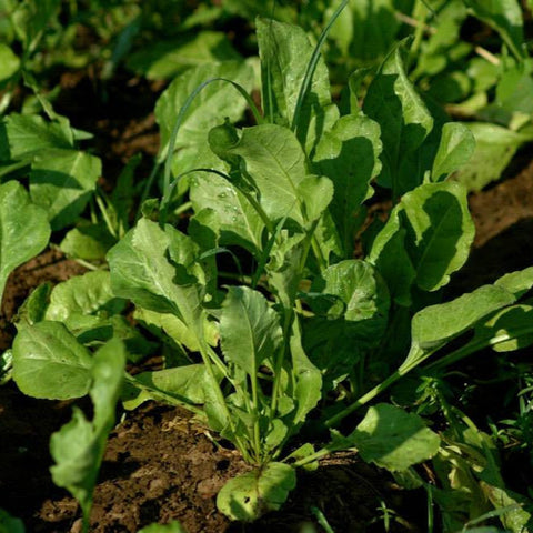 Palak / Spinach Seeds - The Seed Store - 1