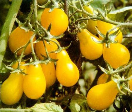 Cherry Tomato Yellow Pear Seeds - OG - The Seed Store