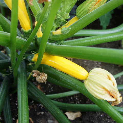 Zucchini Golden Seeds - The Seed Store - 1