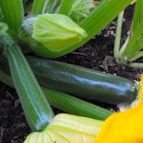 Zucchini Black Beauty Seeds - OG - The Seed Store - 1