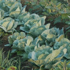 Crucifer vegetable seeds