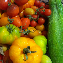 Fruiting vegetable seeds