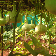 Gourd Vegetable Seeds