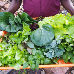 Leafy Vegetables
