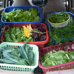 Winter vegetable seeds