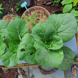 Pak Choy White Stem Seeds