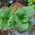 Pak Choy White Stem Seeds