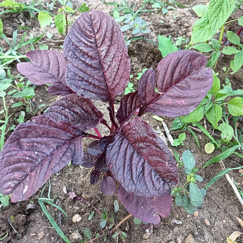 Amaranth Dark Red Seeds - OG