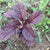 Amaranth Dark Red Seeds - OG