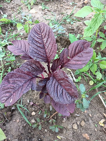 Amaranth Dark Red Seeds - OG