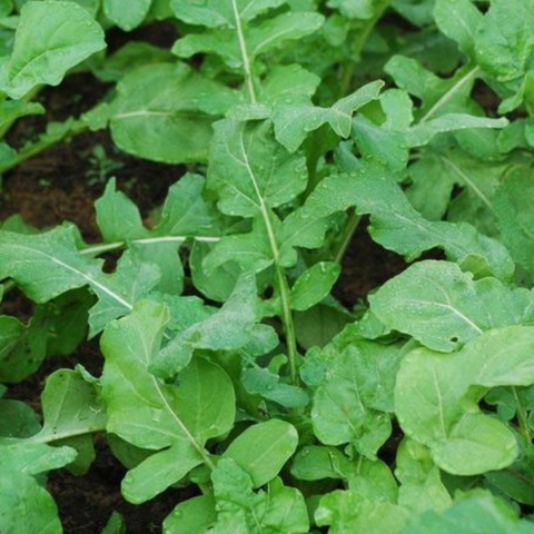 Arugula or Rocket/Roquette Seeds - OG