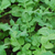 Arugula or Rocket/Roquette Seeds - OG